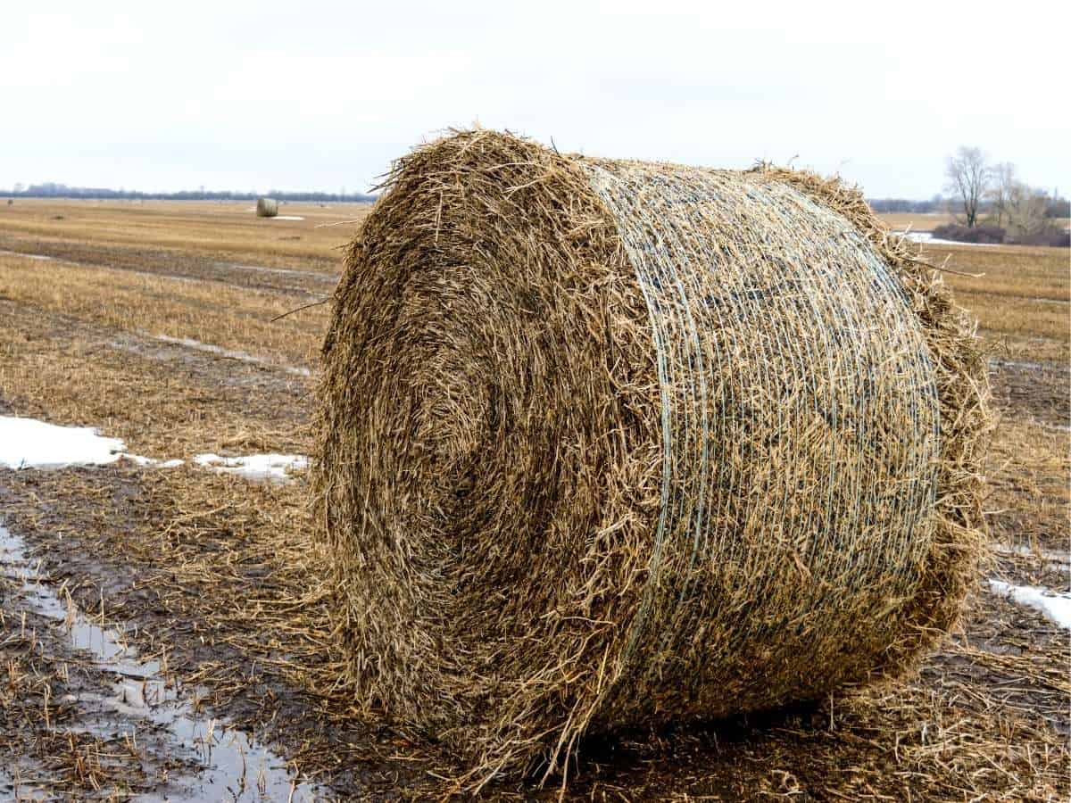 Round bale left outside in the rain