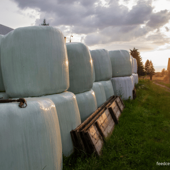Hay bales wrapped in green
