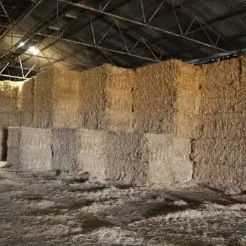 Hay in a shed
