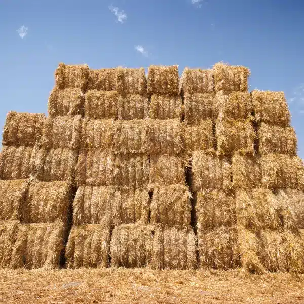 Stack of square hay bales