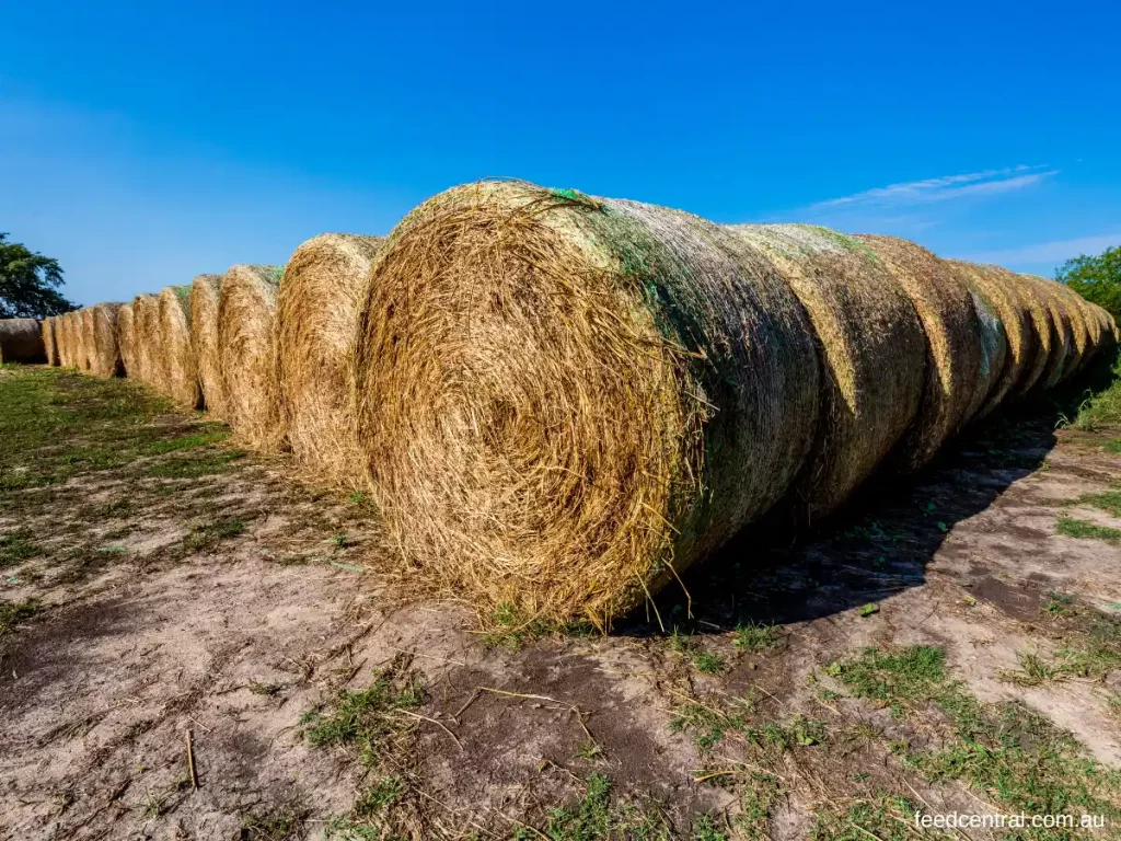 https://www.feedcentral.com.au/wp-content/uploads/2022/08/Hay-Bales-stacked-in-the-paddock-1024x768.webp
