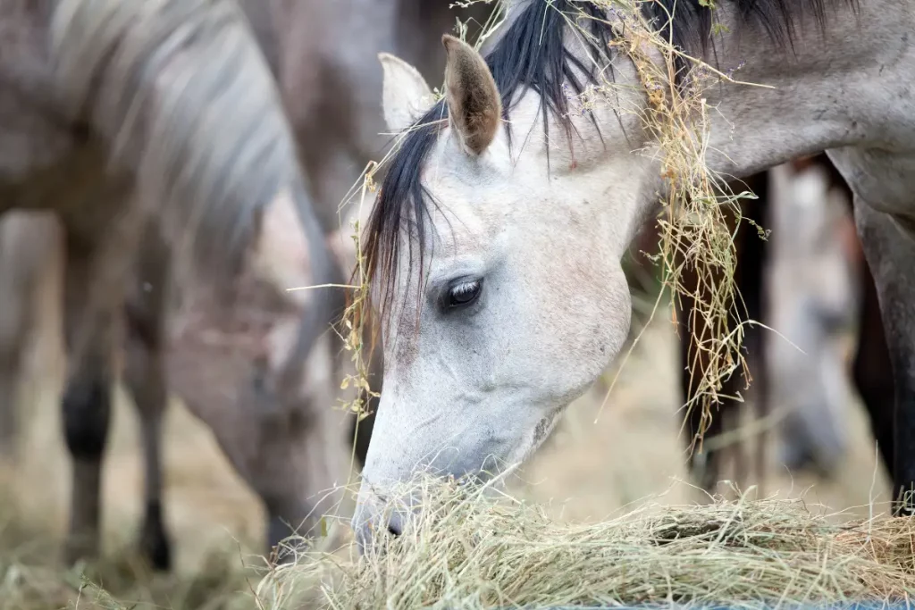 Horses eating lucerne hay