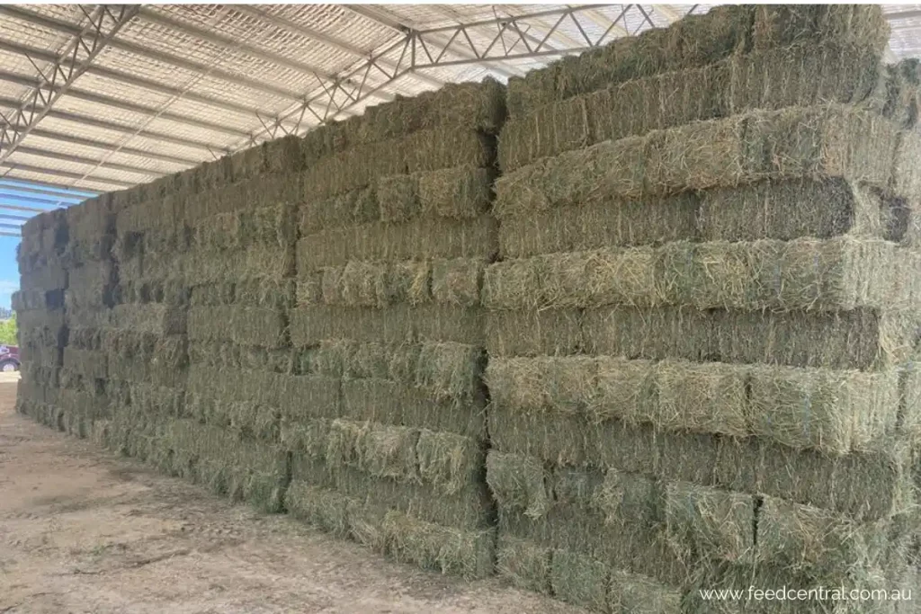 Lucerne Hay stacked in a shed