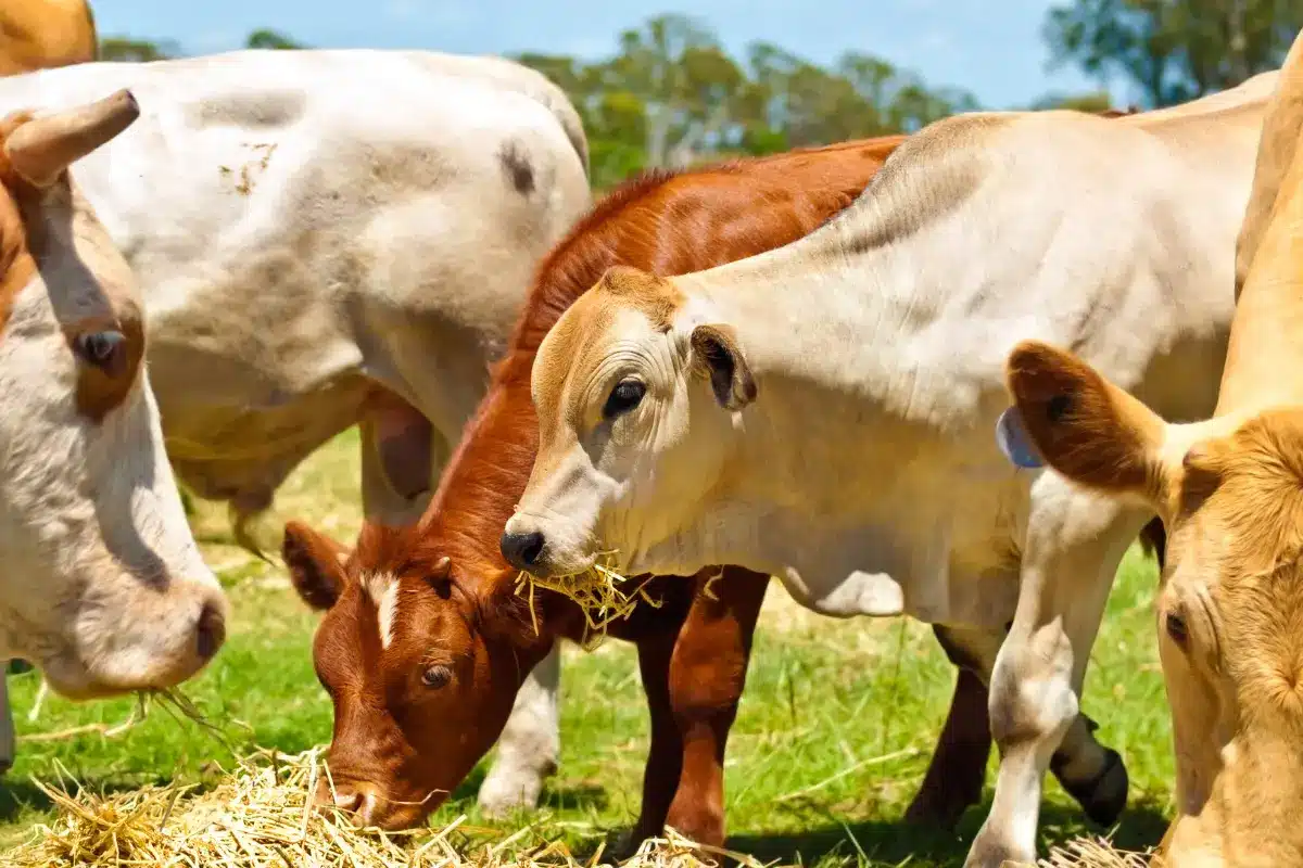 Cattle-Eating-Lucerne-Hay