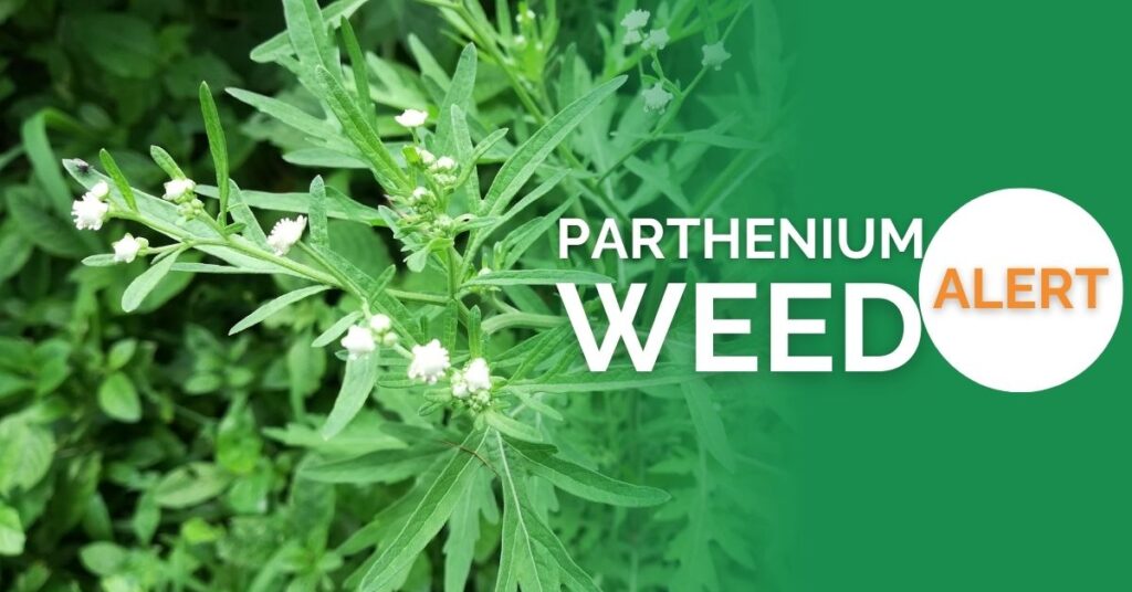 Parthenium-Article-Header-1024x536