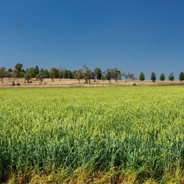 Soil Nutrition Video Series with Neville Janke