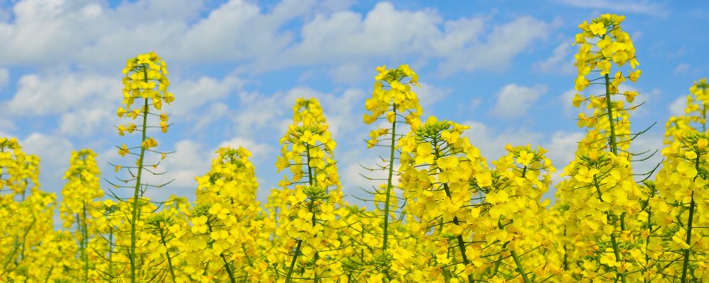 Making Hay from Canola