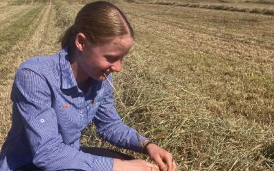 Use of Inoculants and Preservatives in Baling Hay