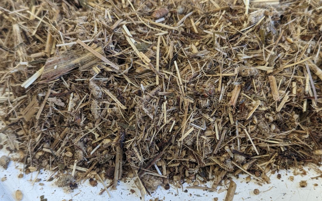 Sampling High Moisture Feeds for Feed Analysis