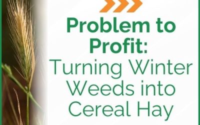 Problem to Profit: Turning Winter Weeds into Cereal Hay