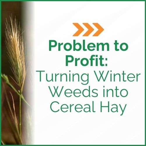Problem to Profit: Turning Winter Weeds into Cereal Hay
