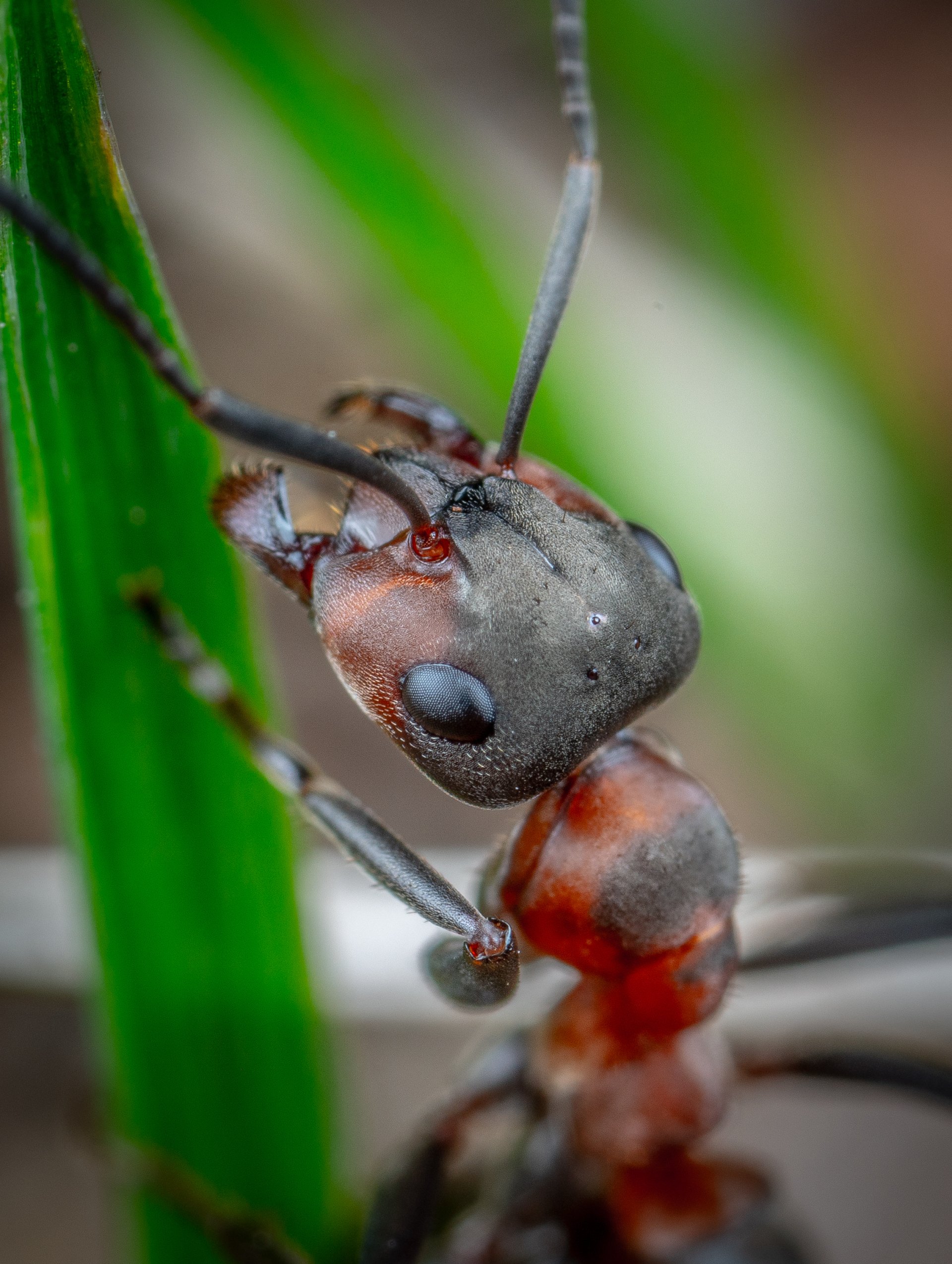 Fire-Ants-4