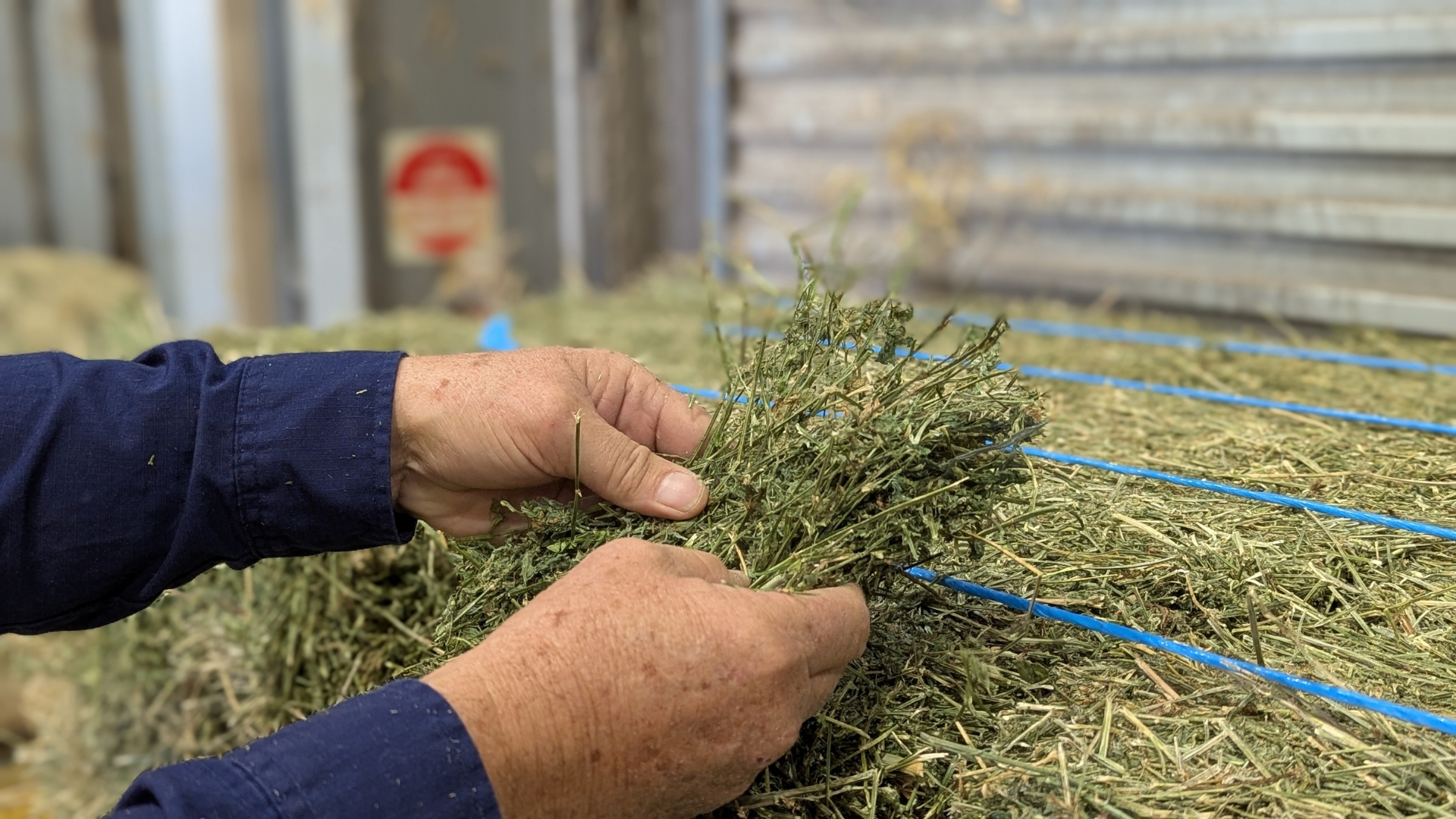 Hay Inspection (1)