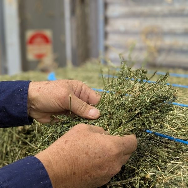 What Type Of Hay Should You Make?