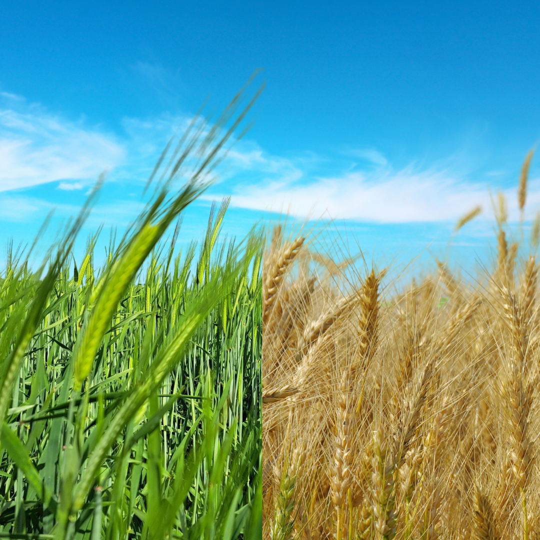 Hay v Grain Calculator