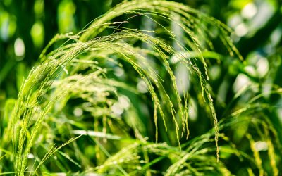 Ration Testing Season and a Teff Hay Surprise
