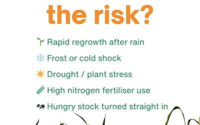 Prussic Acid and Nitrate in Forage: 6 Seasonal Risk Questions Answered