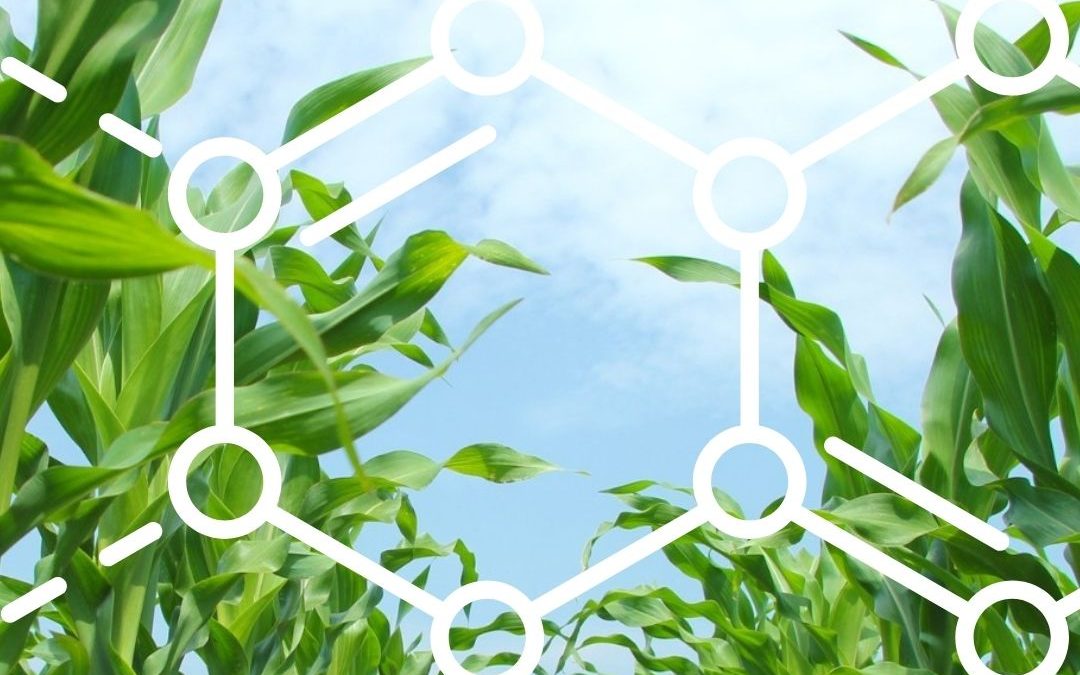 What Lignin Means for Your Summer Hay