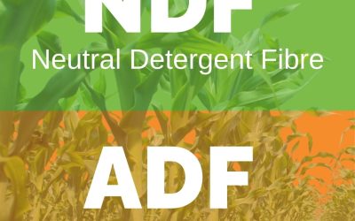 NDF and ADF Explained: The Key Numbers in Your Hay Test